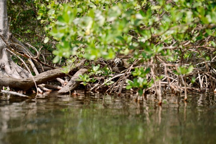 a bird sitting on top of a river