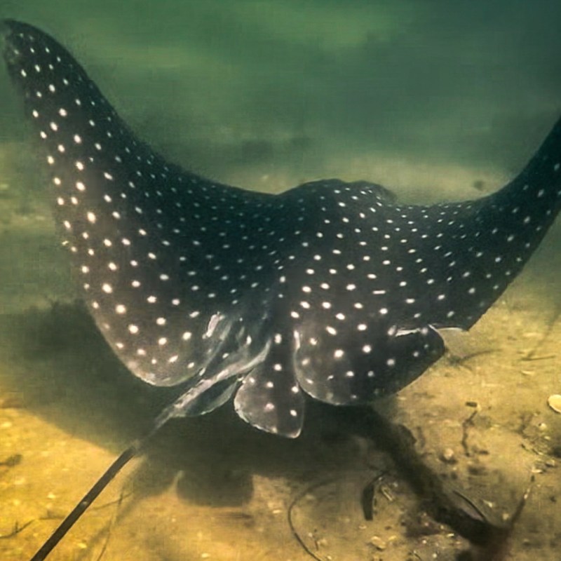 a group of fish in the water