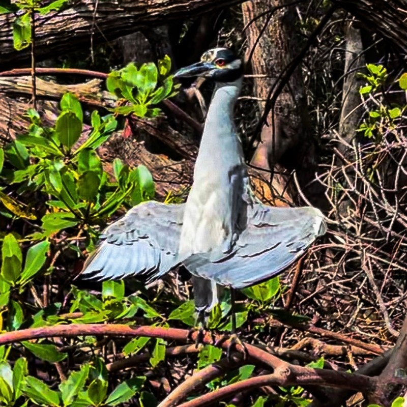 a bird standing on a branch