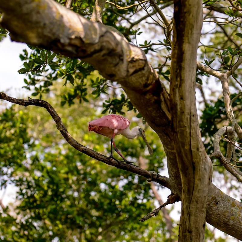 a bird perched on a tree branch
