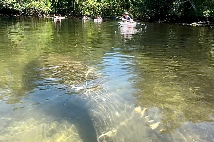 a body of water surrounded by trees