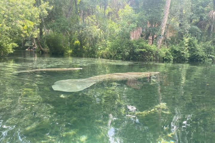 a body of water surrounded by trees