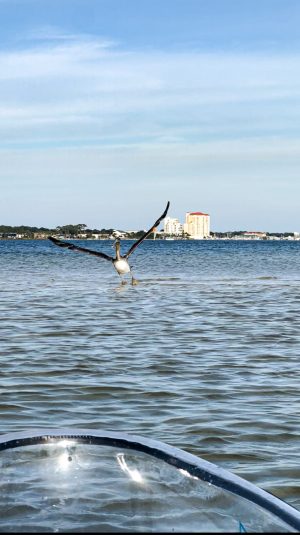 a bird flying over a body of water