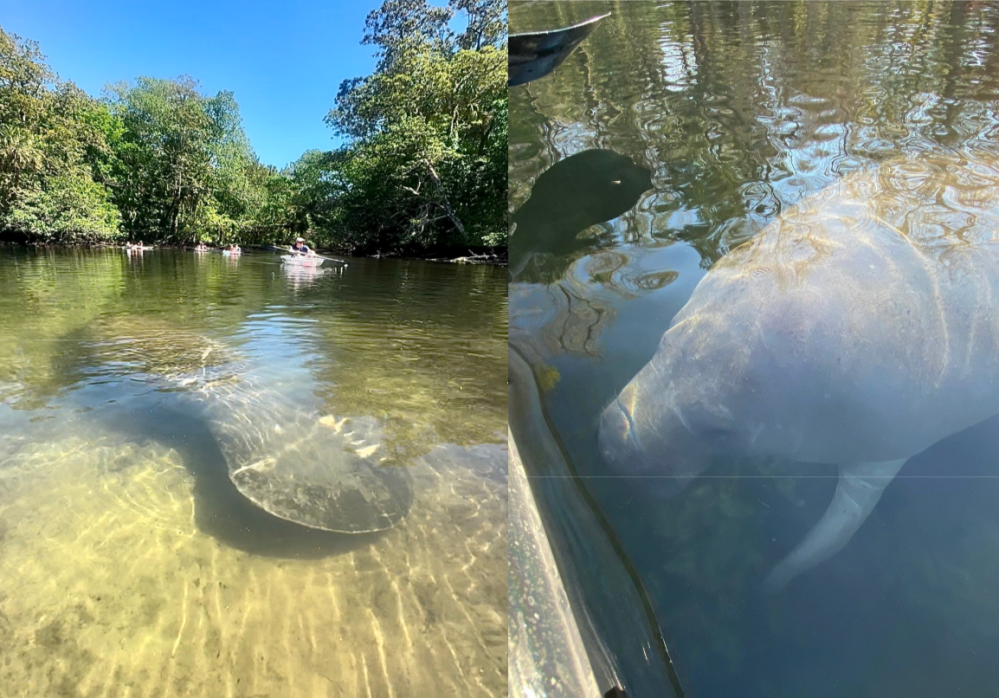 a fish swimming under water