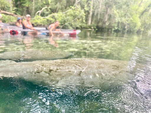 a group of people swimming in a body of water