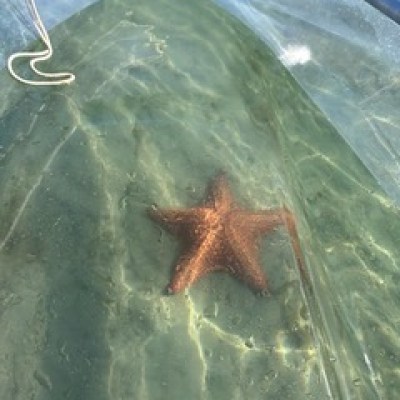 a close up of an animal