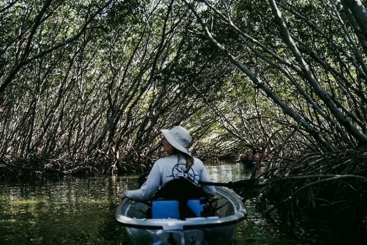 a man sitting in a tree