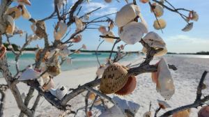 a bird sitting on top of a tree