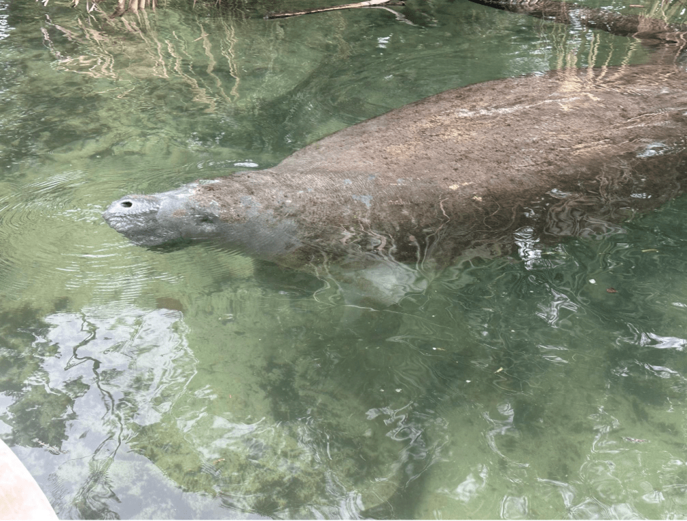 a polar bear swimming in a body of water