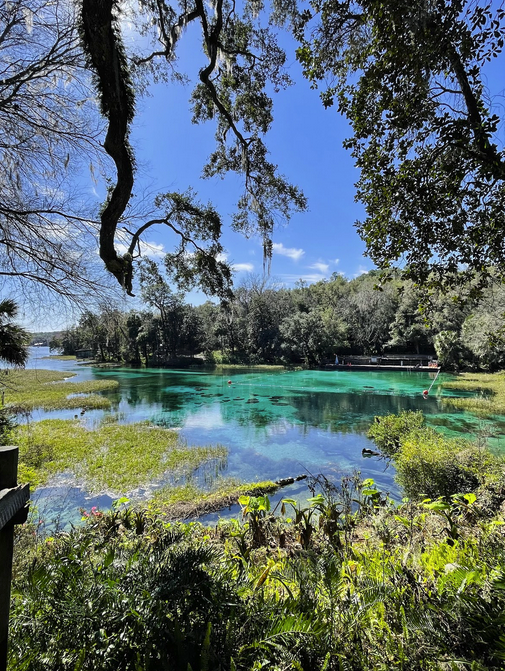 a body of water surrounded by trees