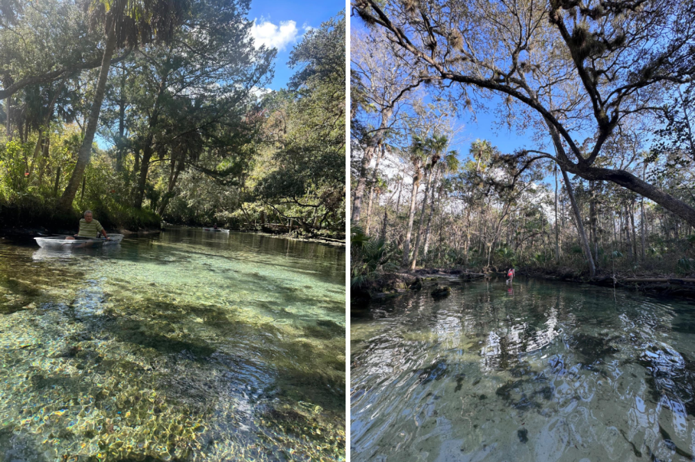 a body of water surrounded by trees