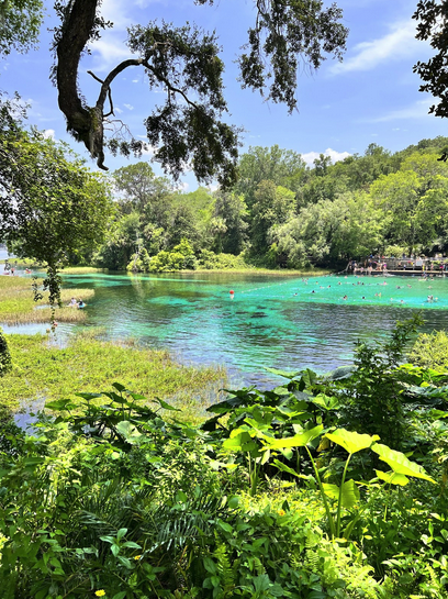 a body of water surrounded by trees