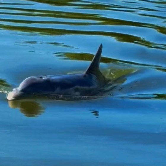 a duck floating in a body of water