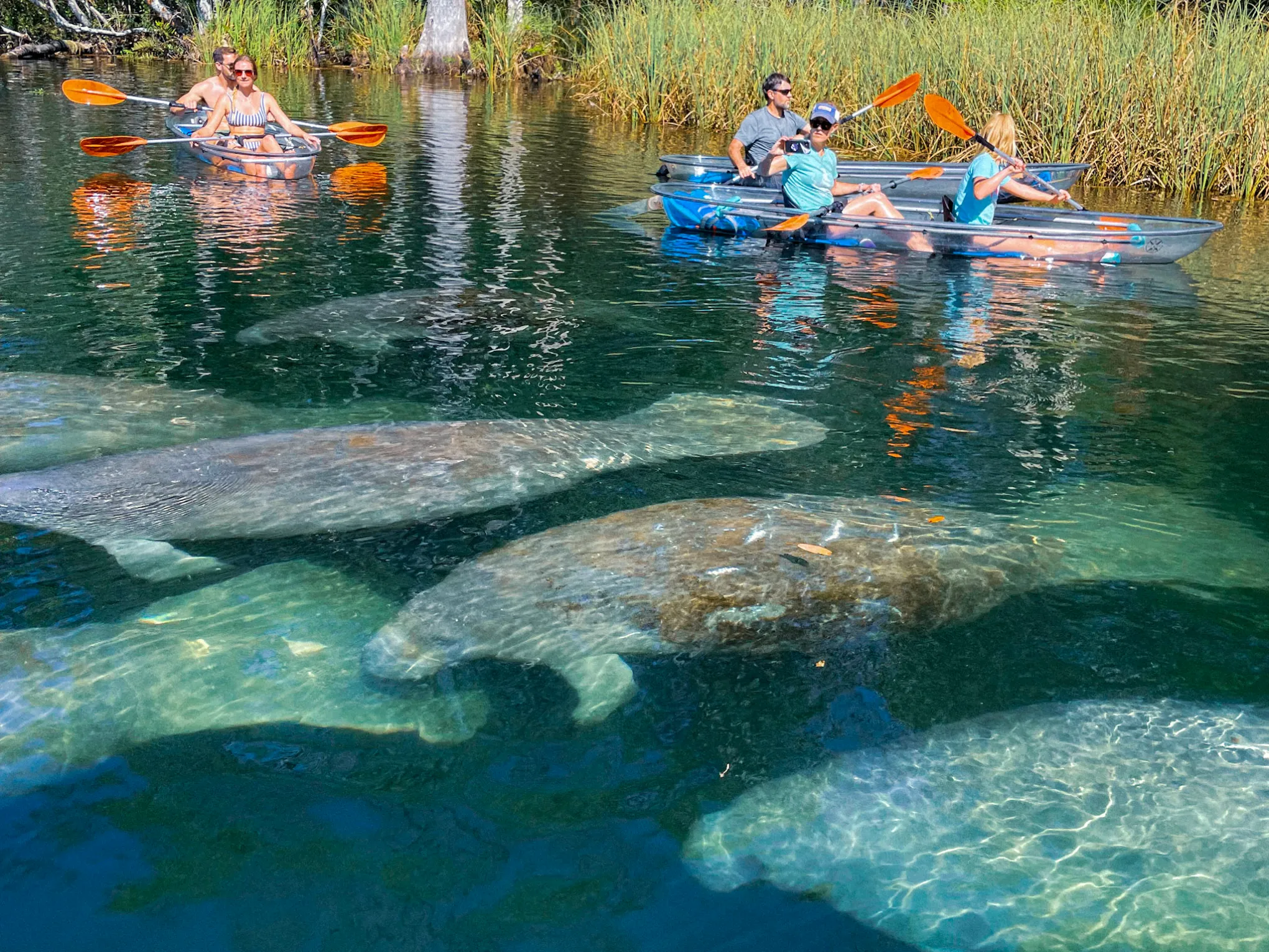 a group of people swimming in the water