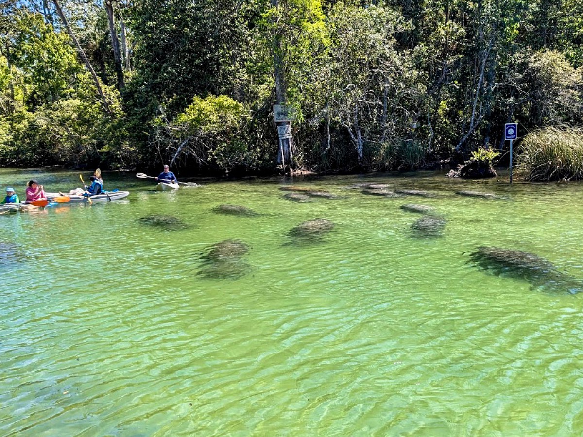 a group of people swimming in a body of water surrounded by trees