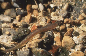 a close up of a rock