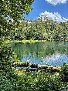 a body of water surrounded by trees