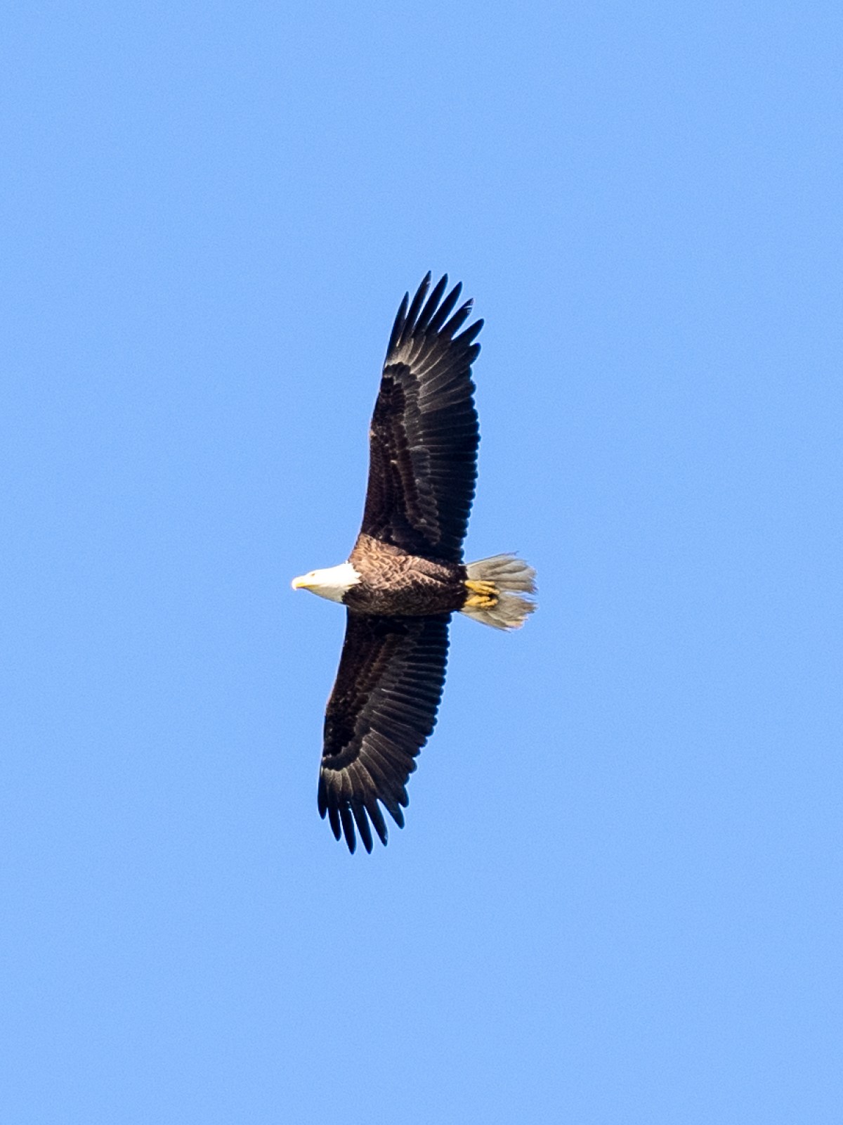 a bird flying in the sky