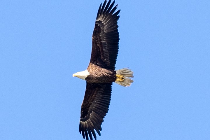 a bird flying in the sky
