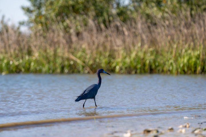 a bird standing on the edge of a body of water