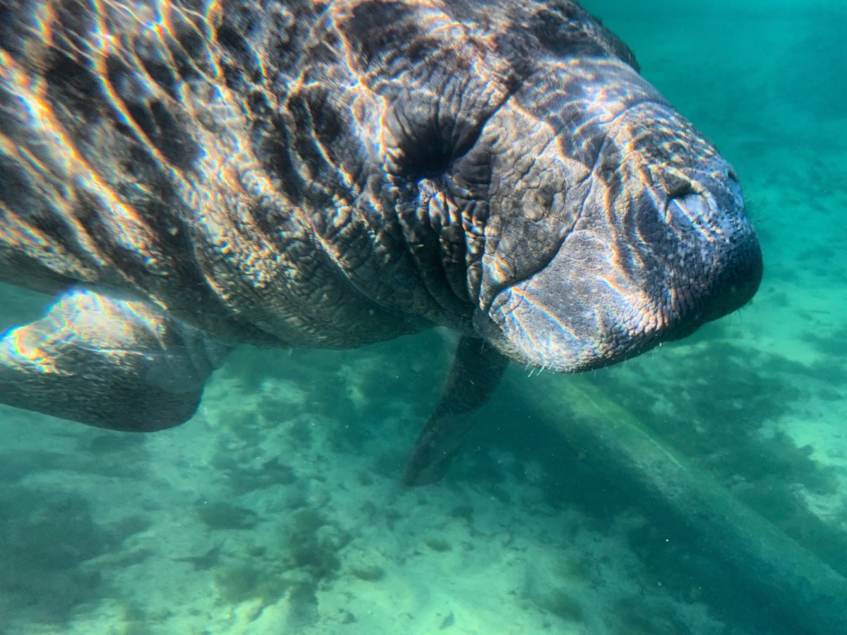 an animal swimming in the water