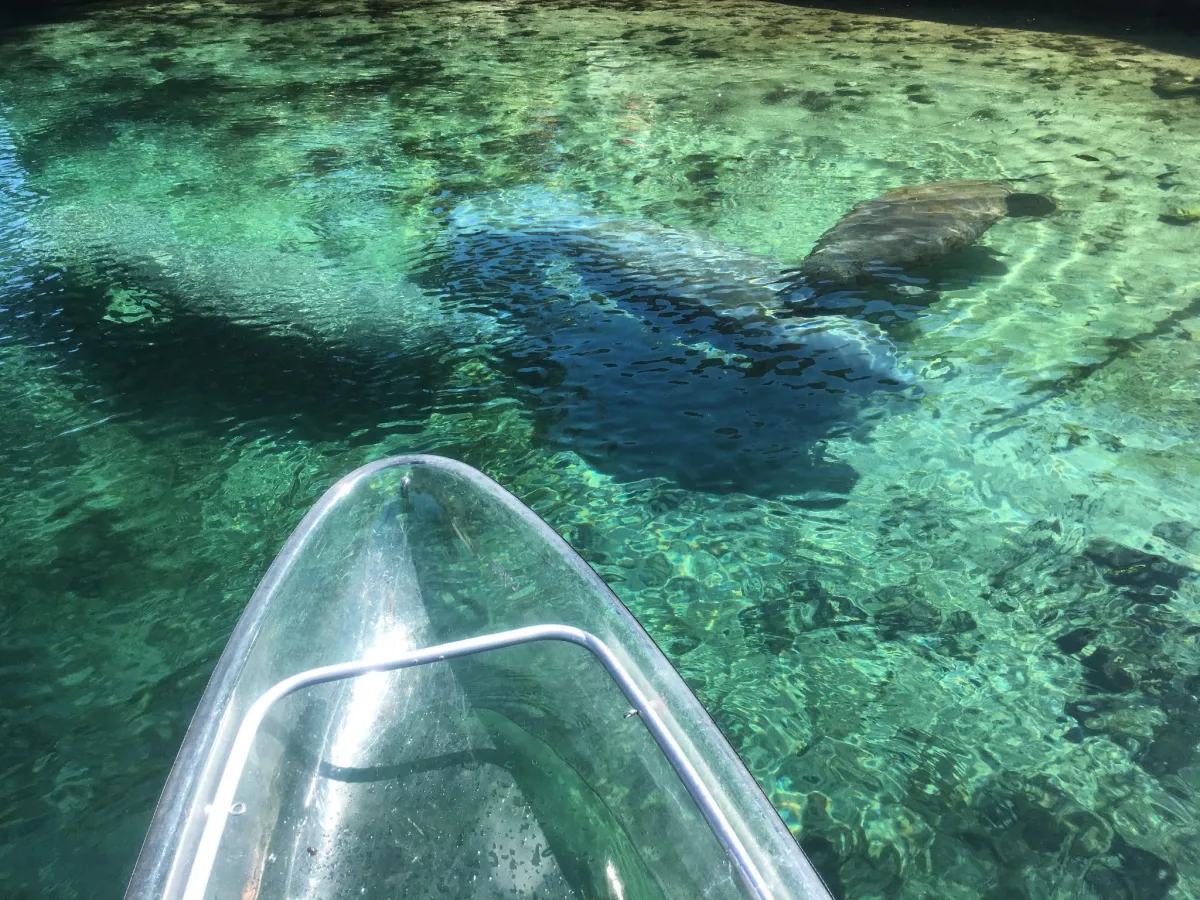 an animal swimming in the water