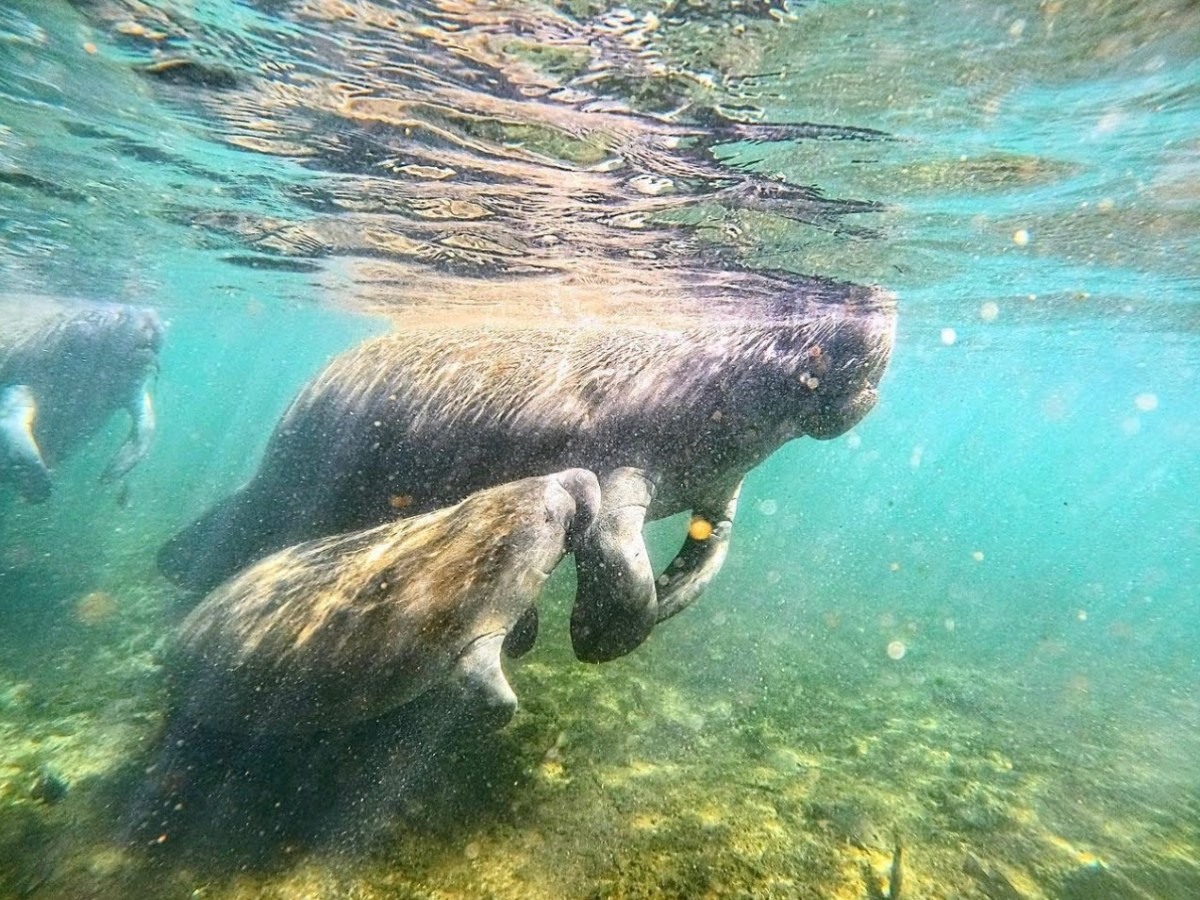 a bear swimming in a body of water