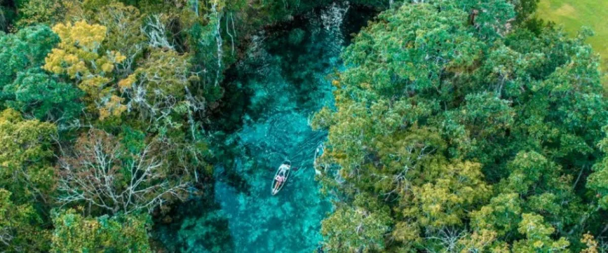 a group of blue and green reef
