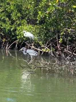 a bird swimming in water