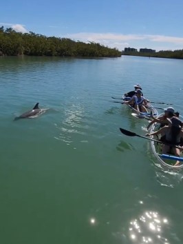 a group of people swimming in a body of water