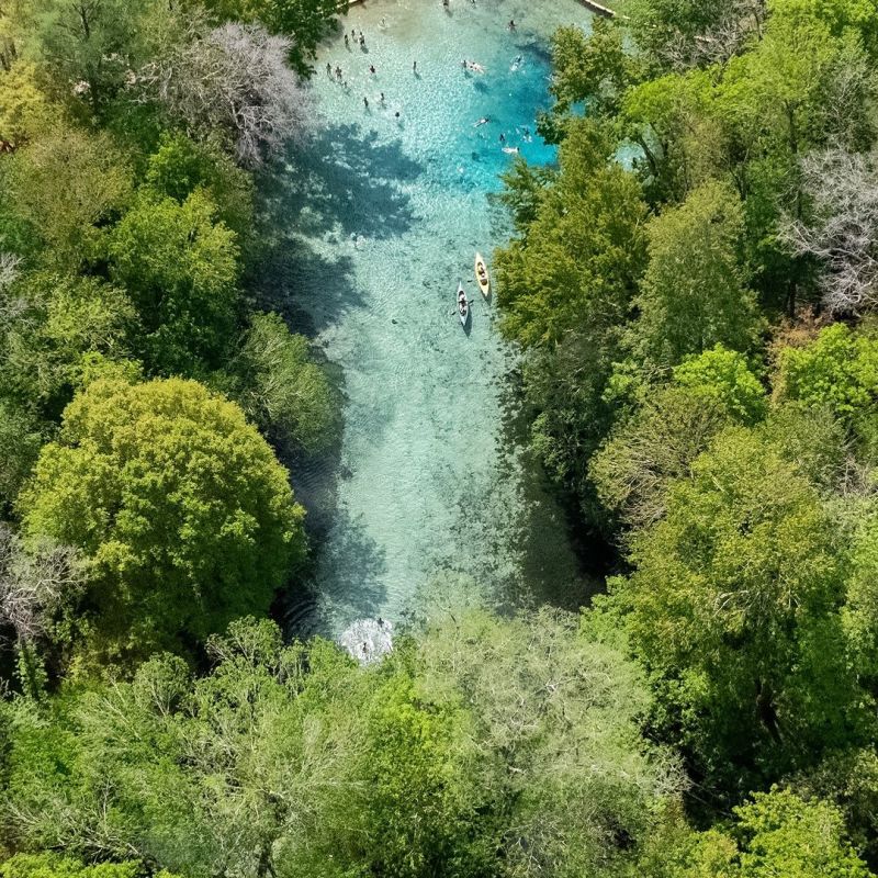 a large tree in a forest