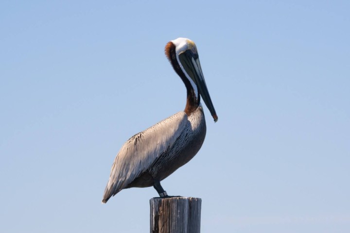 a bird perched on top of a wooden post