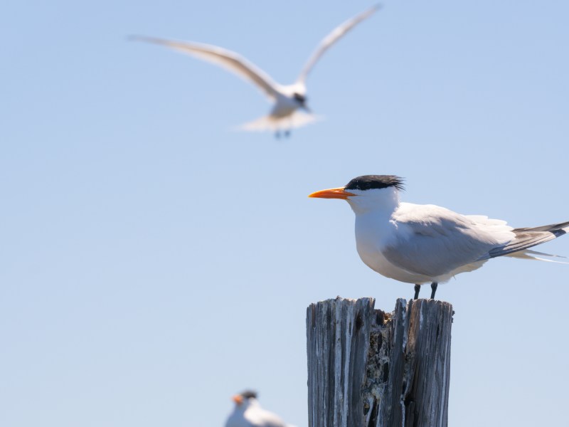a bird standing on top of a wooden post