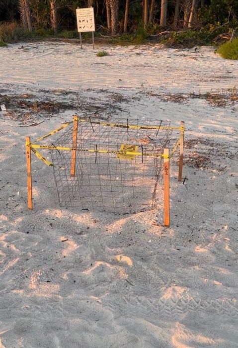 The 2024 Turtle Nesting Season In Southwest Florida A Journey Of