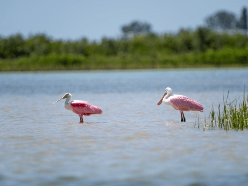 a flock of seagulls standing next to a body of water