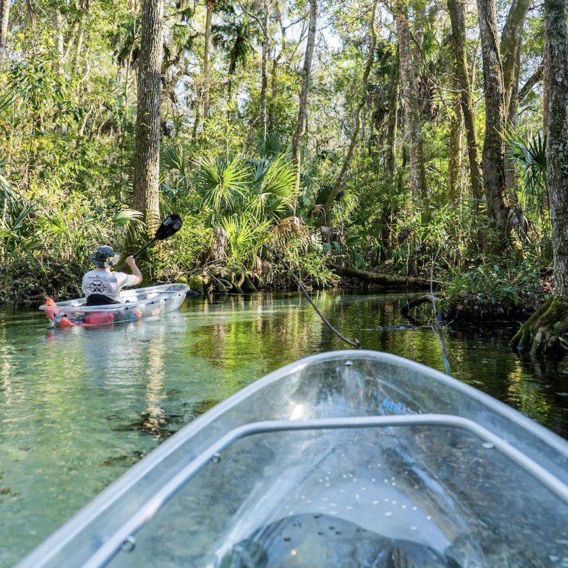 a river running through a forest