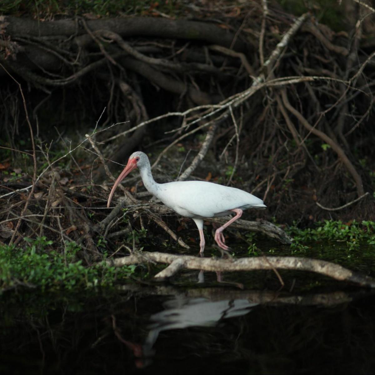 a bird standing next to a body of water