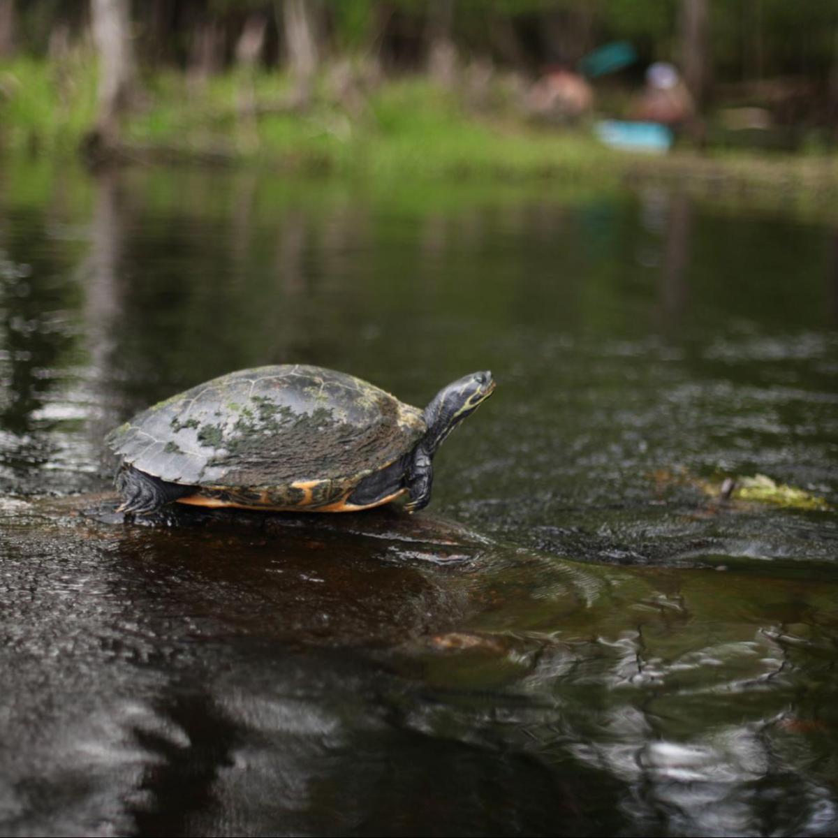 a turtle swimming under water
