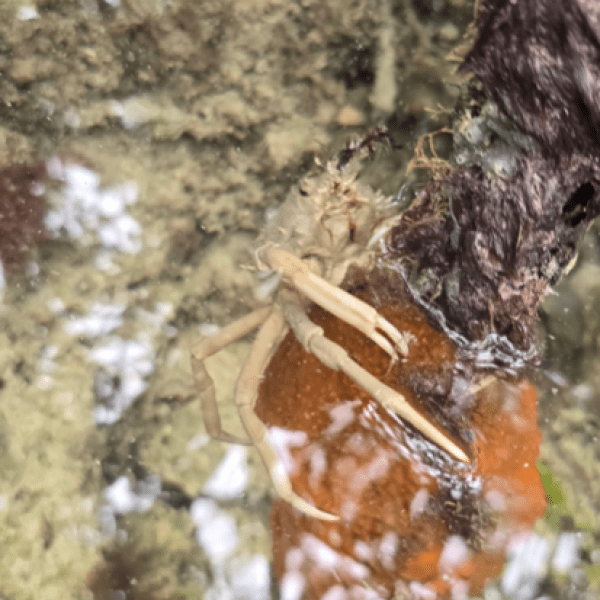 a close up of a tree