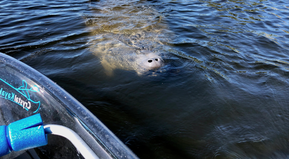 an animal swimming in the water