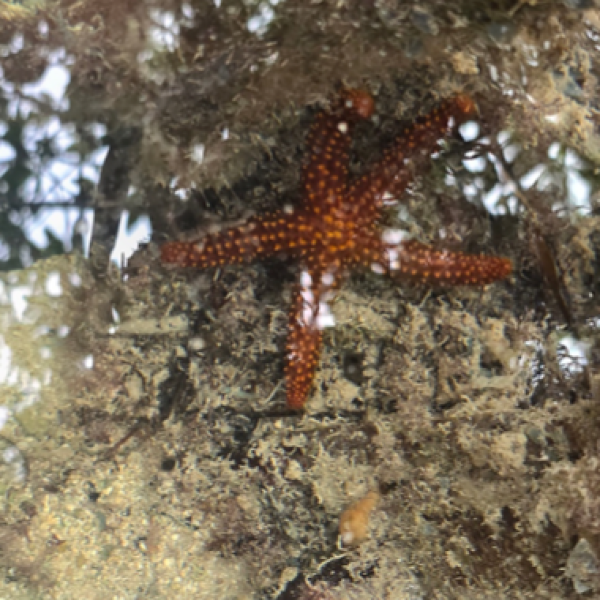 a close up of a tree