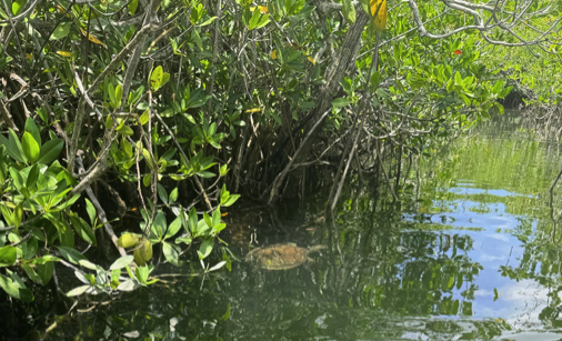 a bird sitting on top of a river