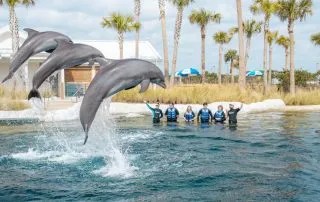 a dolphin jumping out of the water