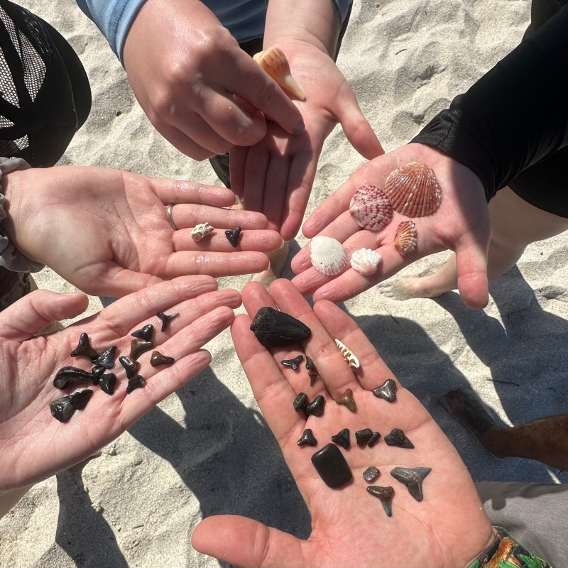 a person holding an animal