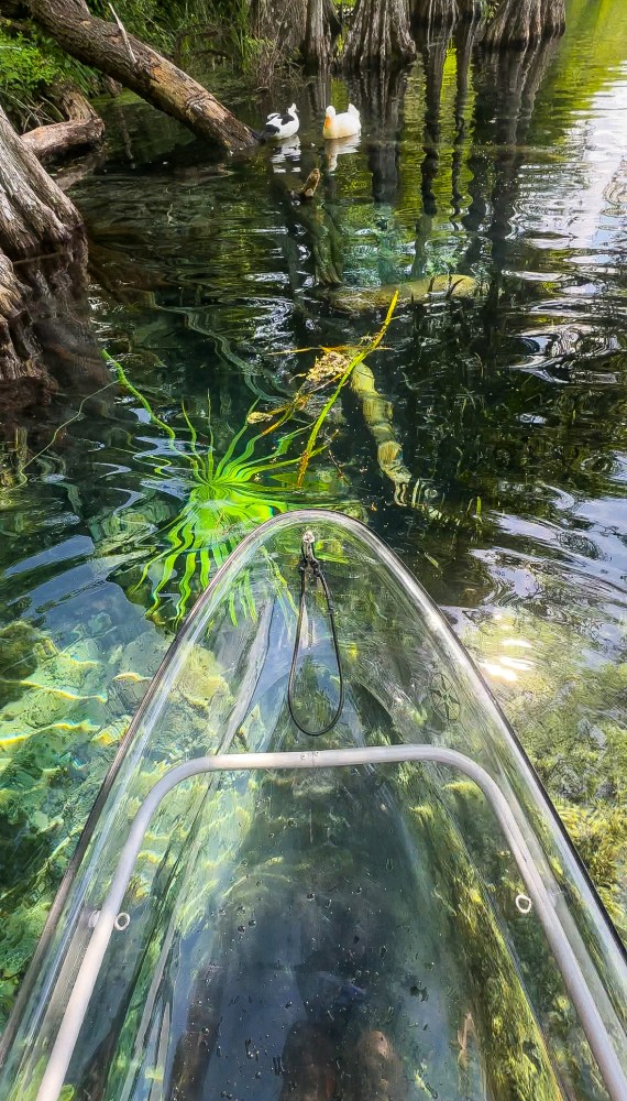 a pond of water
