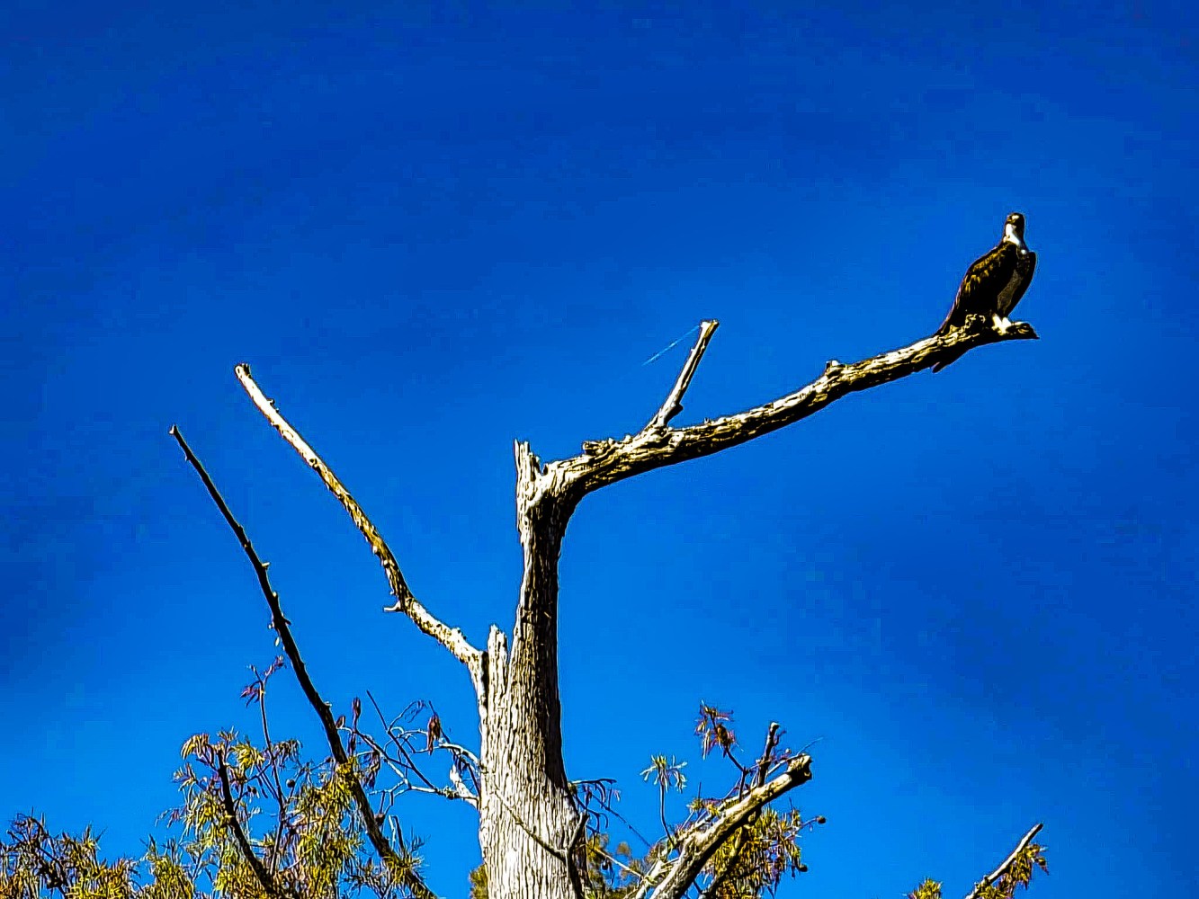 a flock of birds sitting on top of a tree