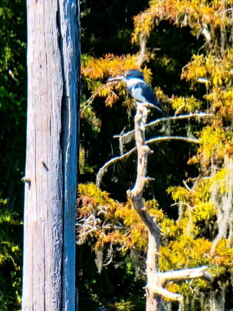 a bird sitting on top of a wooden pole
