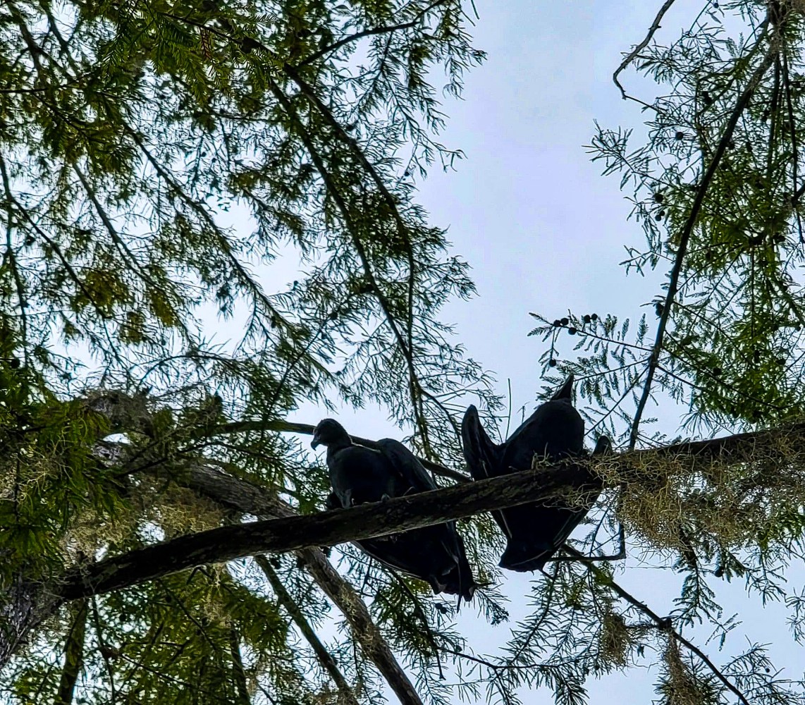 a bird perched on a tree branch