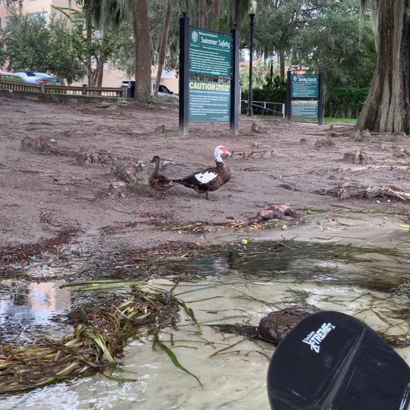 a bicycle leaning against a tree