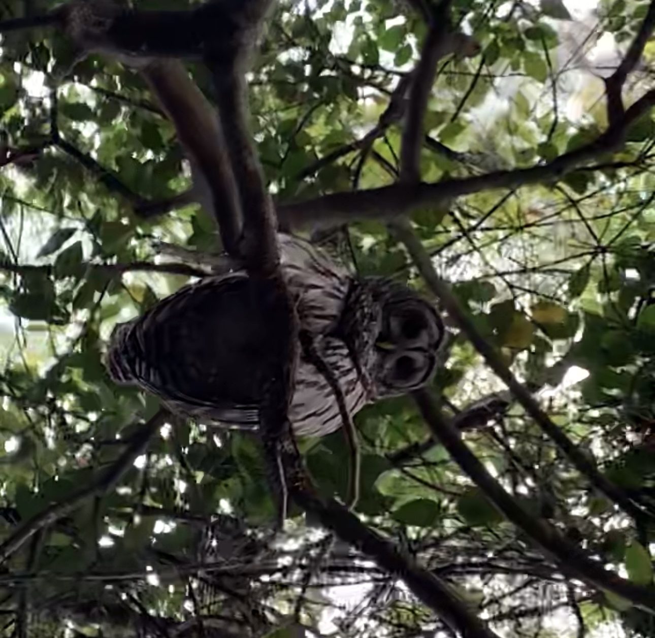 Screenshot a bird sitting on a tree branch